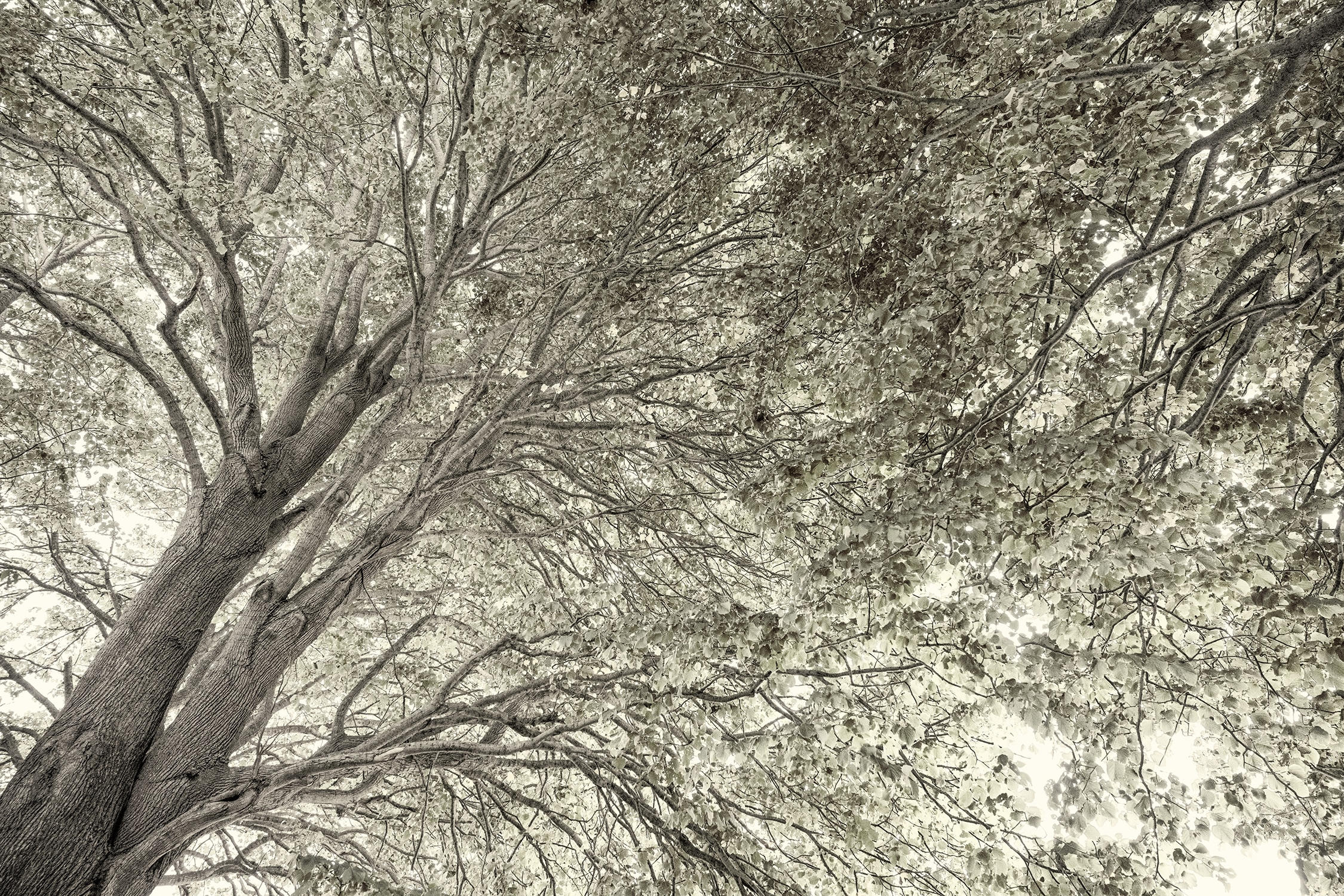 Three Lindens II, The End